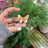 Lucite Butterfly Block