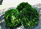 Preserved Boxwood Ball (Three Size Options)