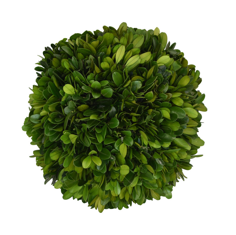 Preserved Boxwood Ball (Three Size Options)